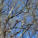 Bald Eagle 2